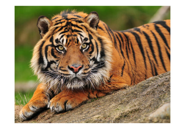 Fototapete - Sumatra -Tiger – Bild 2