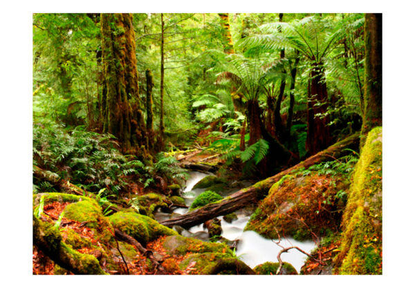 Fototapete - Immergrüner Regenwald – Bild 2