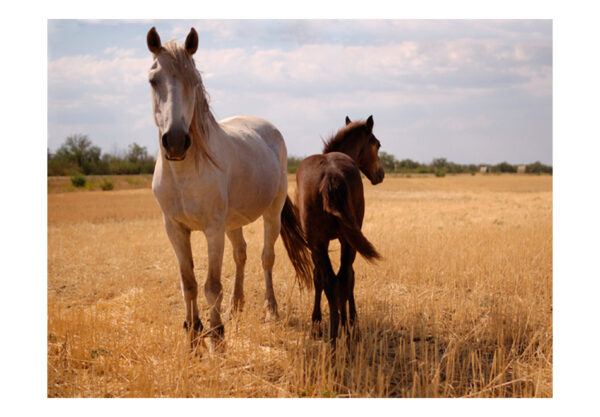 Fototapete - Pferd und Fohlen – Bild 2