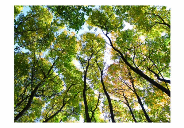 Fototapete - Looking up at the trees – Bild 2