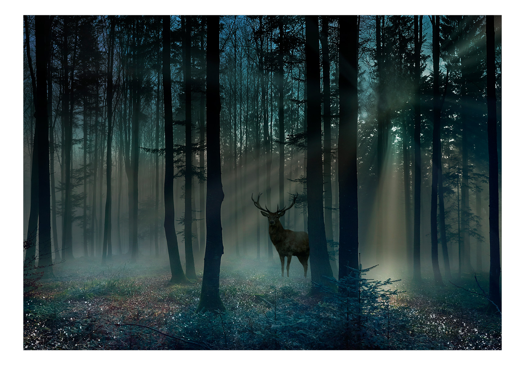 Fototapete - Mystical Forest - Third Variant – Bild 2