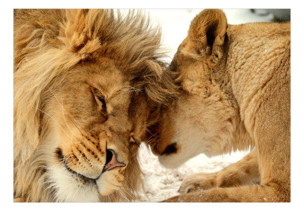 Fototapete - Lion Tenderness – Bild 2