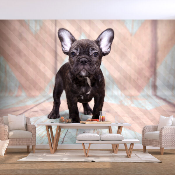 Fototapete - French Bulldog