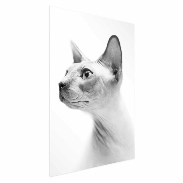 Poster - Hairless Cat