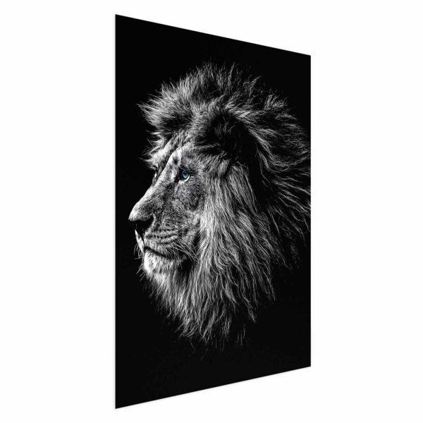 Poster - Blue-eyed Lion